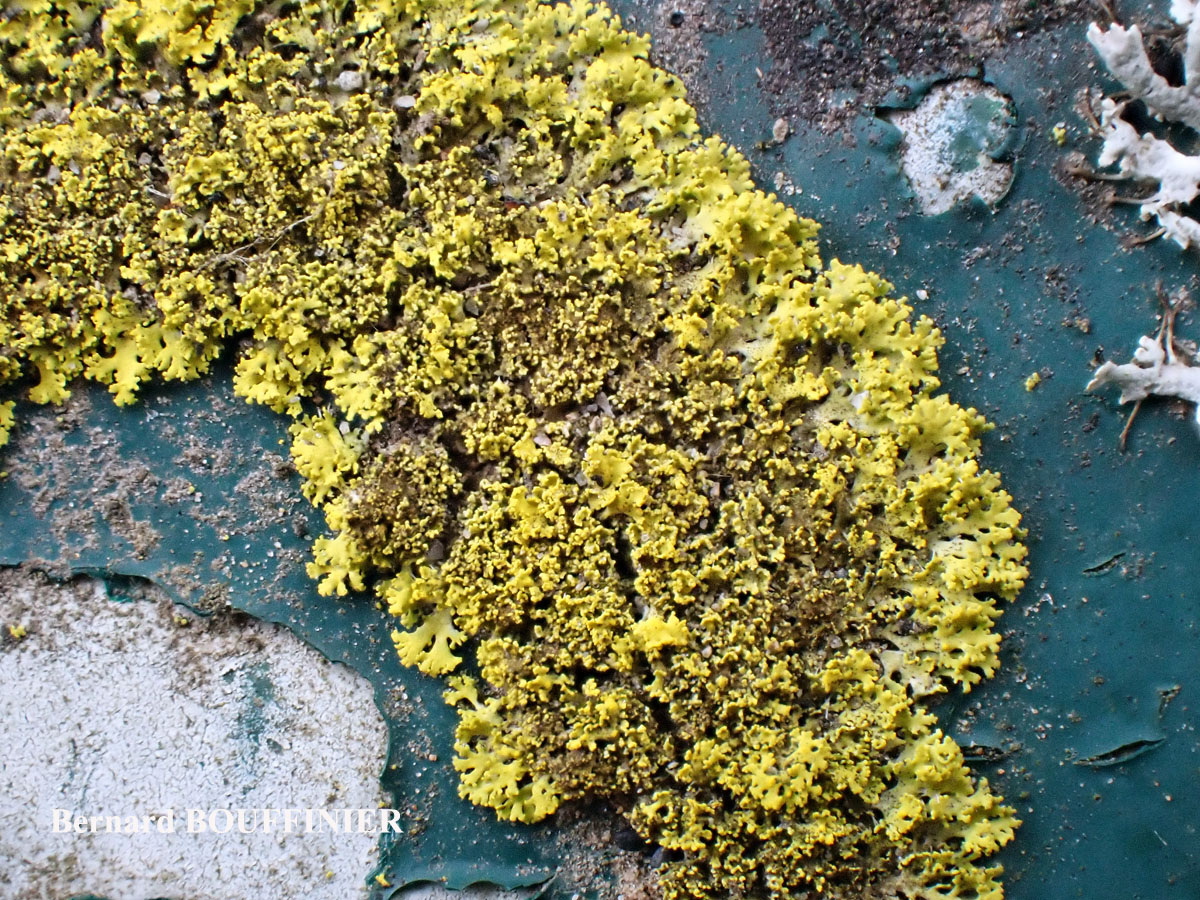 Candelaria concolor forme sur substrats artificiels.